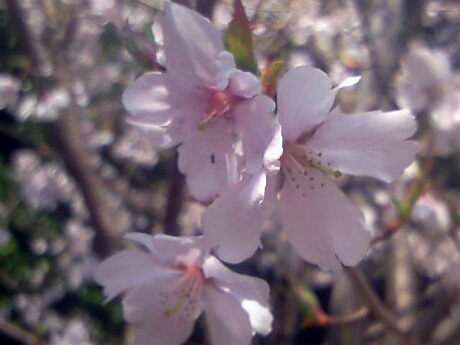 桃色桜のアップ