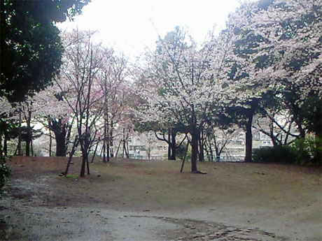 雨のあとの飛鳥山公園の桜-01