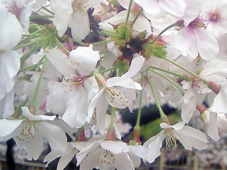 白系の桜アップ