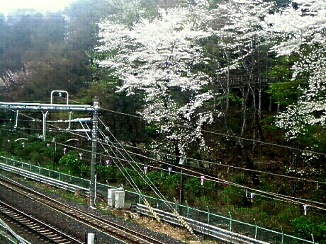 王子駅の線路と桜
