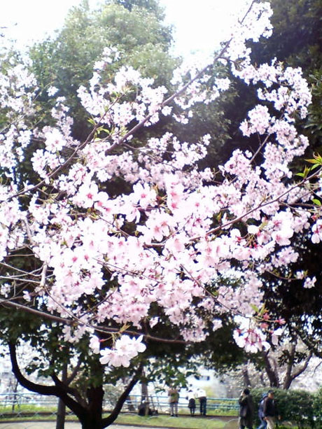 飛鳥山の濃いピンクの桜