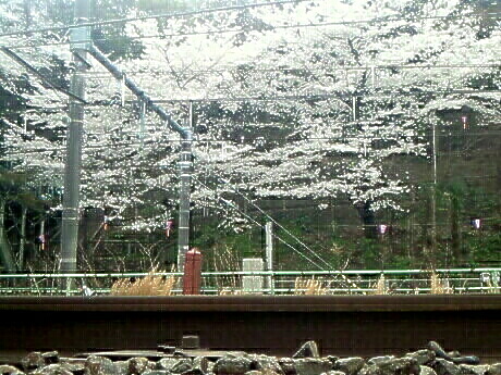 線路から桜