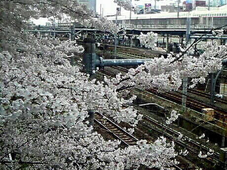 桜からのぞく線路