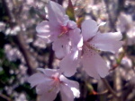 桃色桜のアップ
