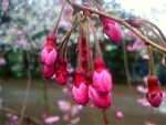 雨のあとの飛鳥山公園の桜-02