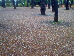 雨のあとの飛鳥山公園の桜-03