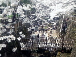 王子親水公園の桜