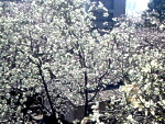 桜はもうすぐ満開