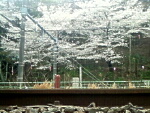 線路から桜