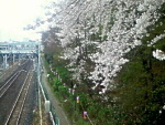 飛鳥山の桜と線路