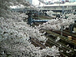 桜からのぞく線路