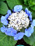 飛鳥山公園の青い紫陽花
